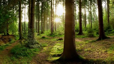 Vi gillar klimatsmarta skogsprodukter