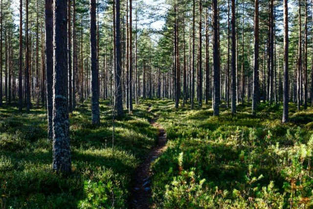 Officiell statistik om den svenska skogen