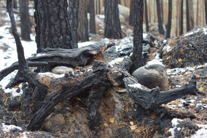 Planerad skogsbrand för ökad biologisk mångfald