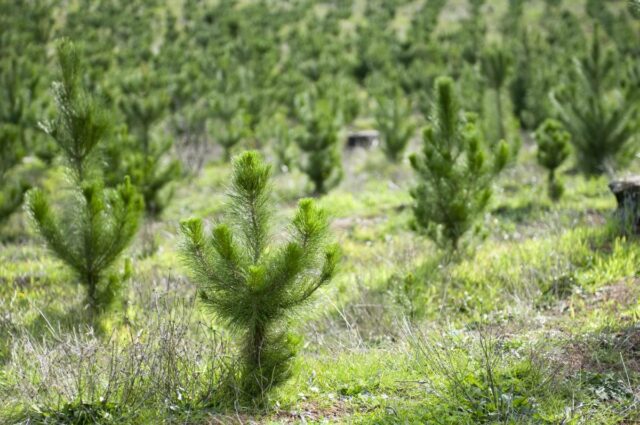 Mellanskog och Svenska Skogsplantor tecknar långsiktigt avtal