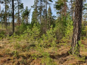 Sveaskog satsar på specialistkunskap inom hyggesfritt skogsbruk