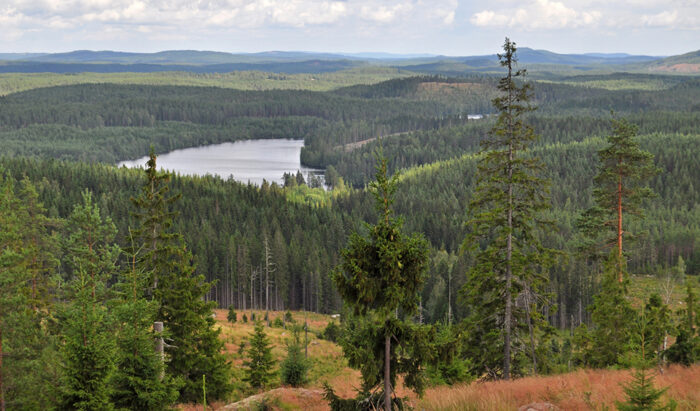 Större klimatnytta i de delar av norra barrskogsbältet där skogen brukas